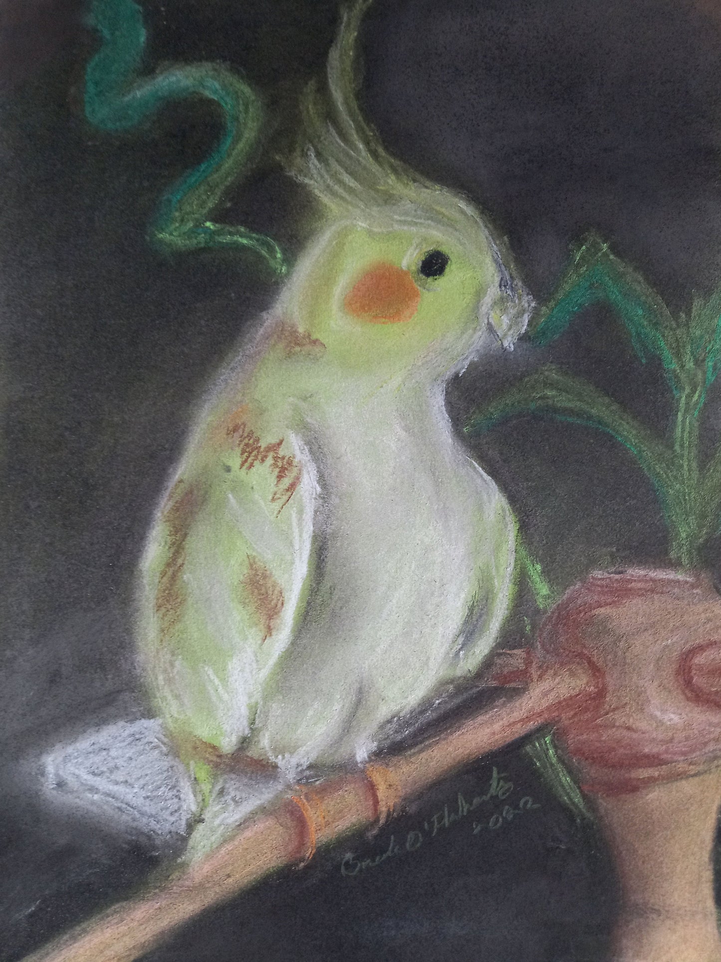 Cockatiel on Perch