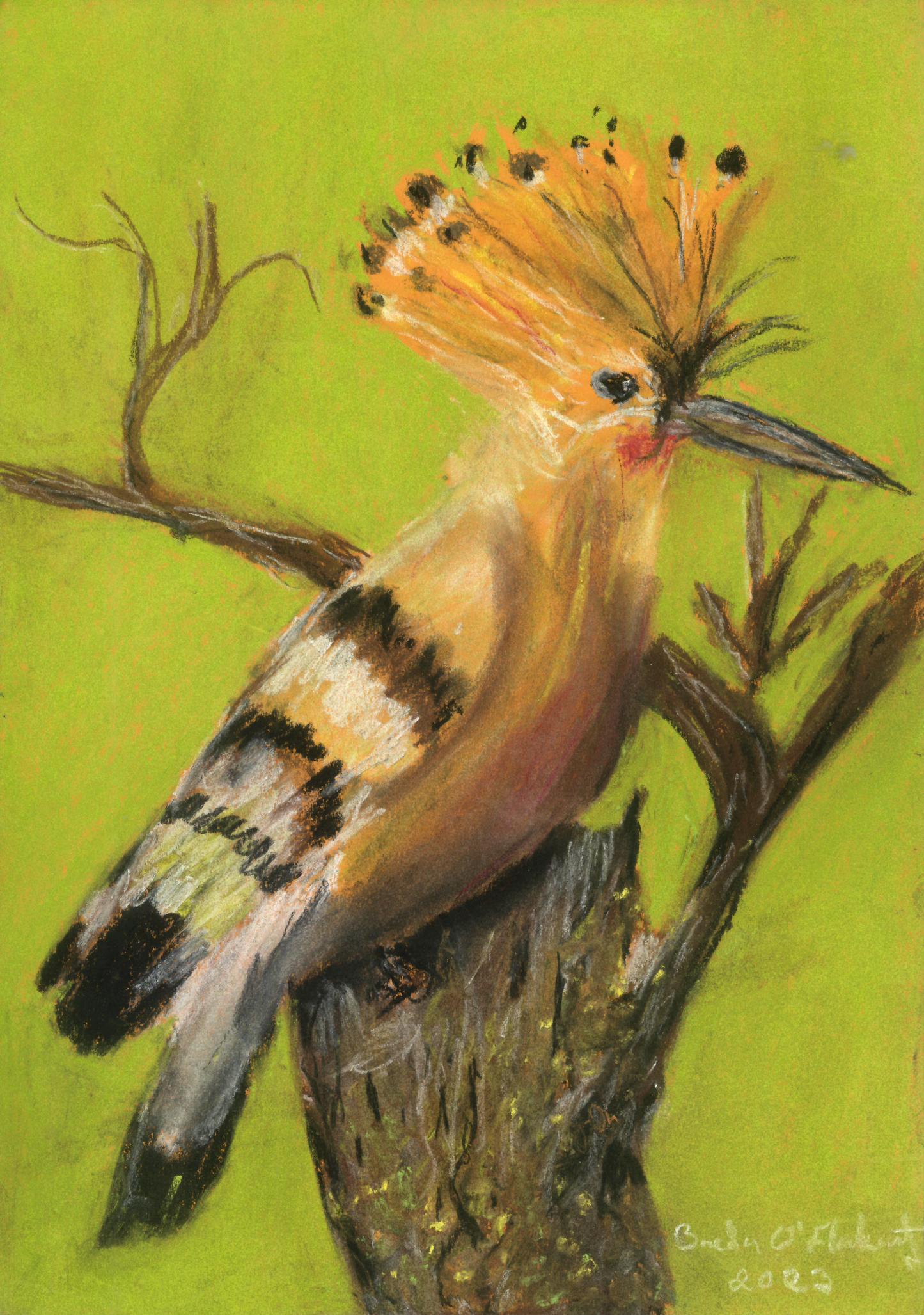 Hoopoe- limited edition print