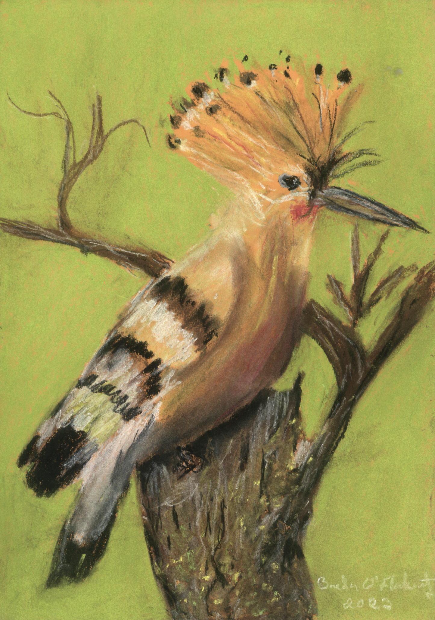 Wildlife art -The Hoopoe