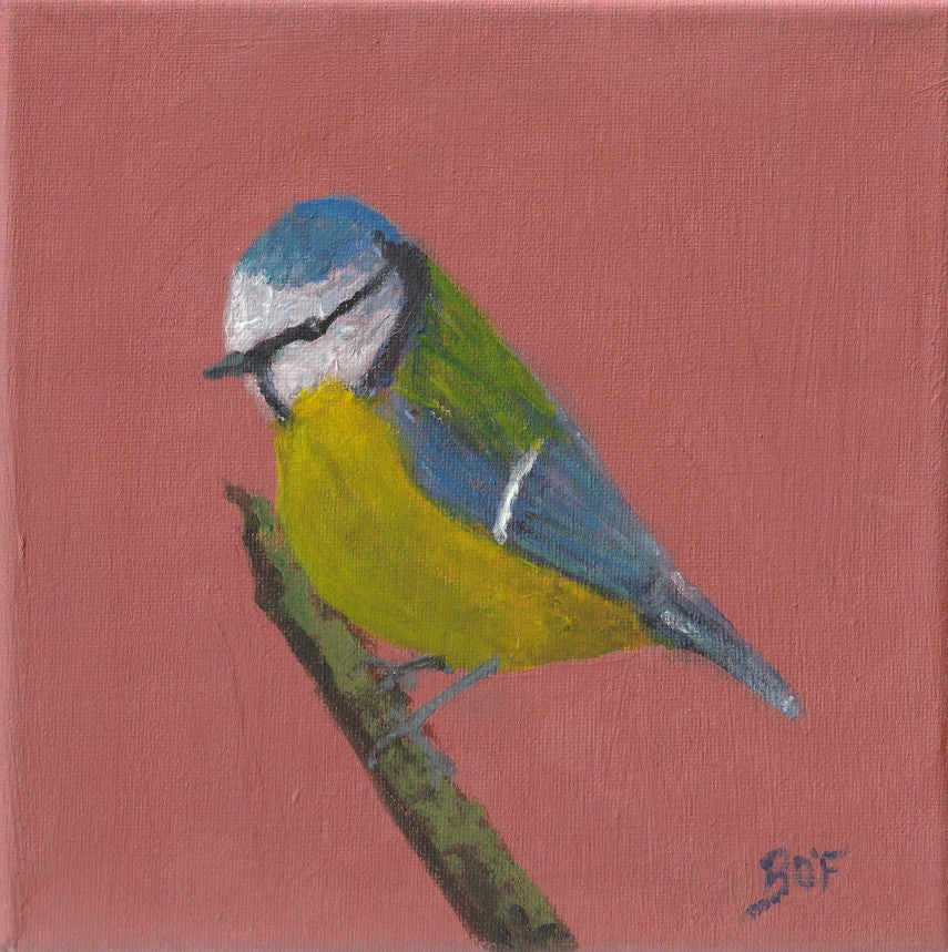 Blue-tit sittin on a moss covered twig