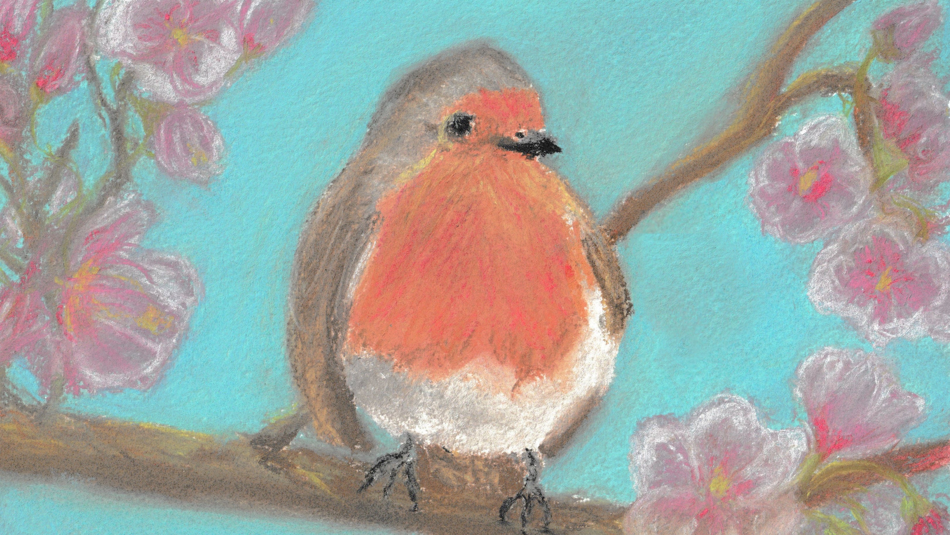 A robin sits on a branch sournded by cherryblossoms 