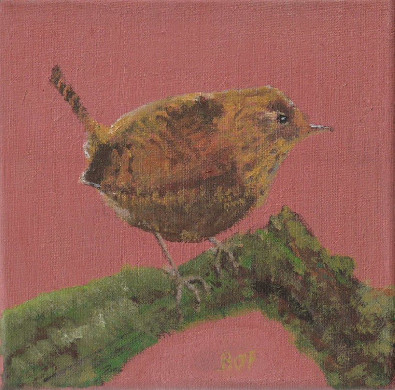 wren sitting on a moss coverd branch 